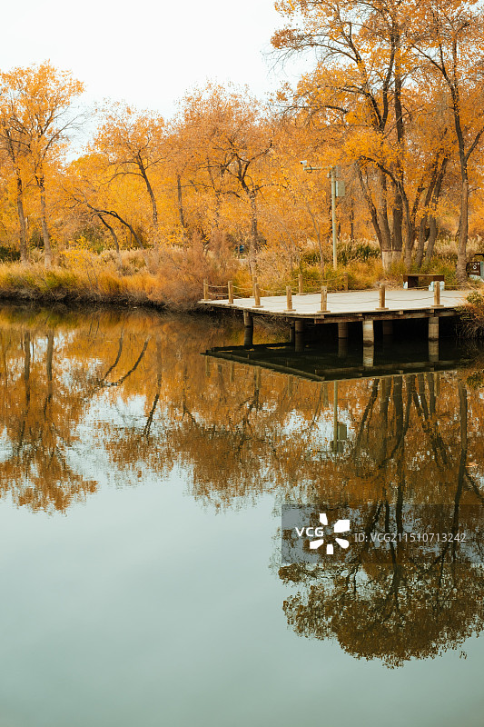 新疆金湖杨国家森林公园——湖畔的观景台图片素材