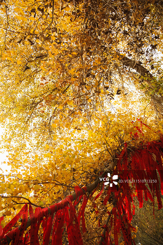 新疆金湖杨国家森林公园——许愿树图片素材