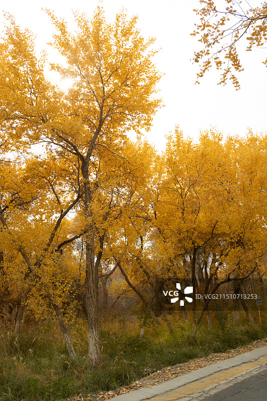 新疆金湖杨国家森林公园图片素材