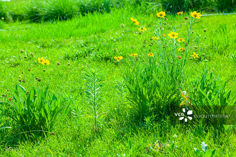 盛开的菊花图片素材