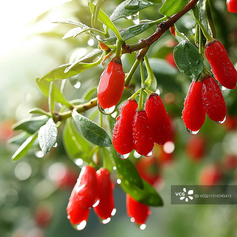 雨中的枸杞 雨水 红色 枸杞果图片素材