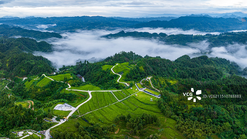湖北来凤县革勒乡桑树坪藤茶基地风光图片素材