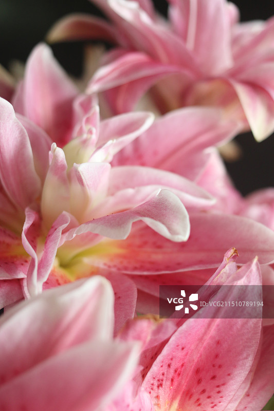 宝莲灯百合图片素材