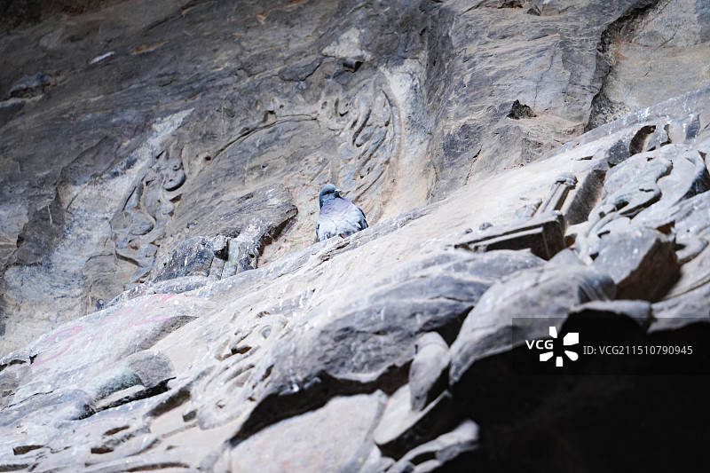 响堂山石窟和鸽子图片素材