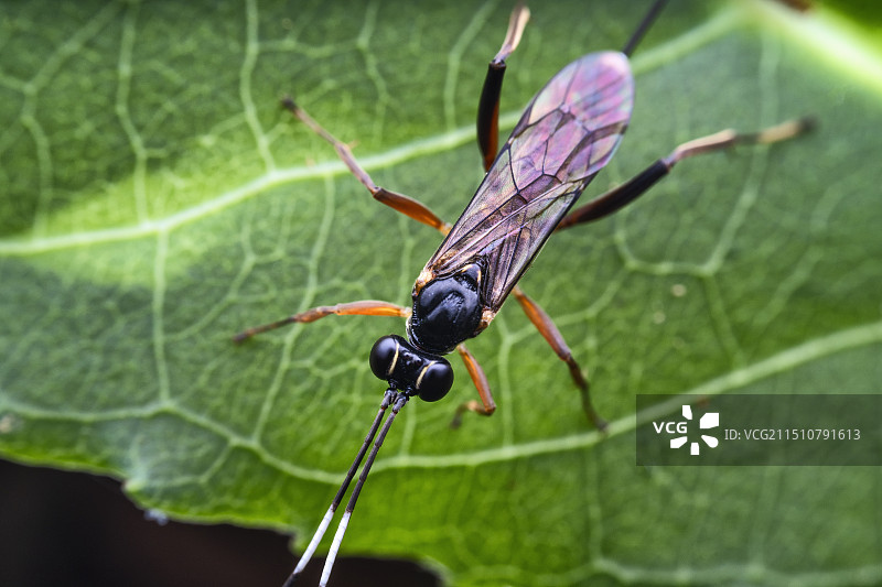 重庆江津四面山保护区昆虫——姬蜂图片素材