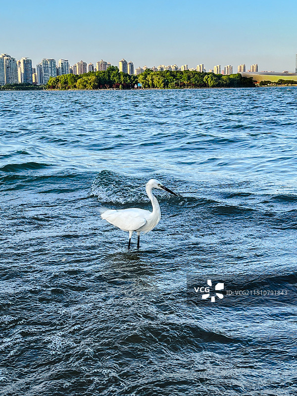 等待鱼出现的白鹭图片素材