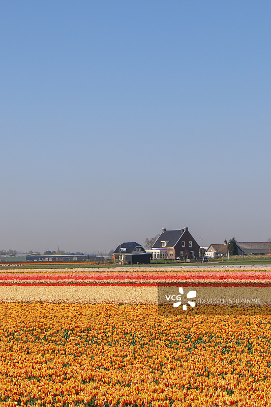 荷兰郁金香花田图片素材