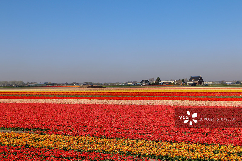 荷兰郁金香花田图片素材