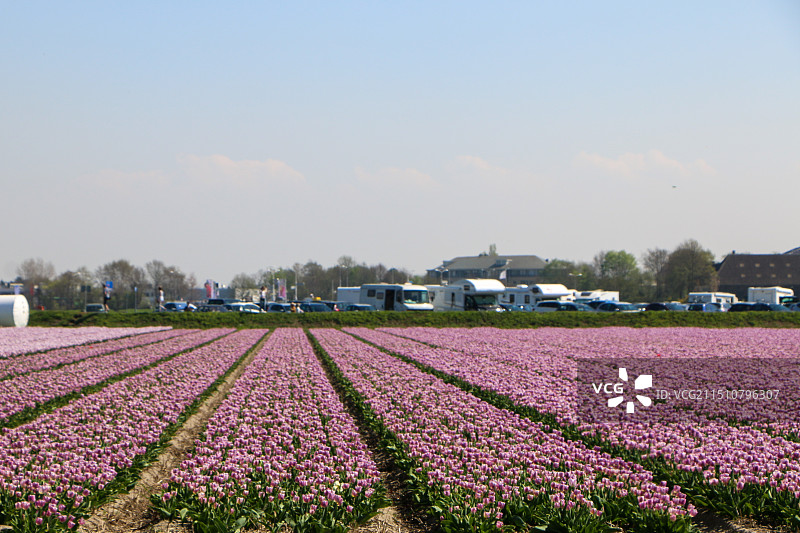 荷兰郁金香花田图片素材