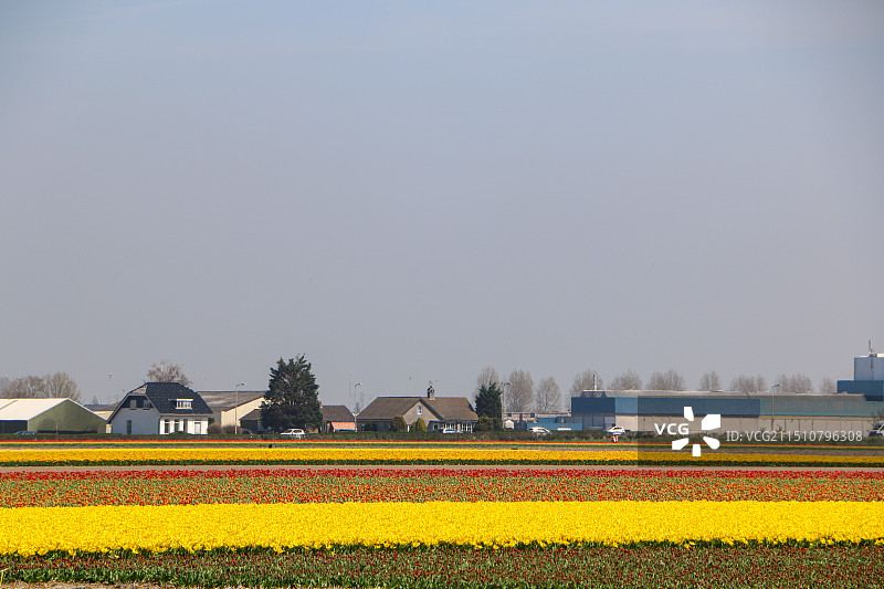 荷兰郁金香花田图片素材