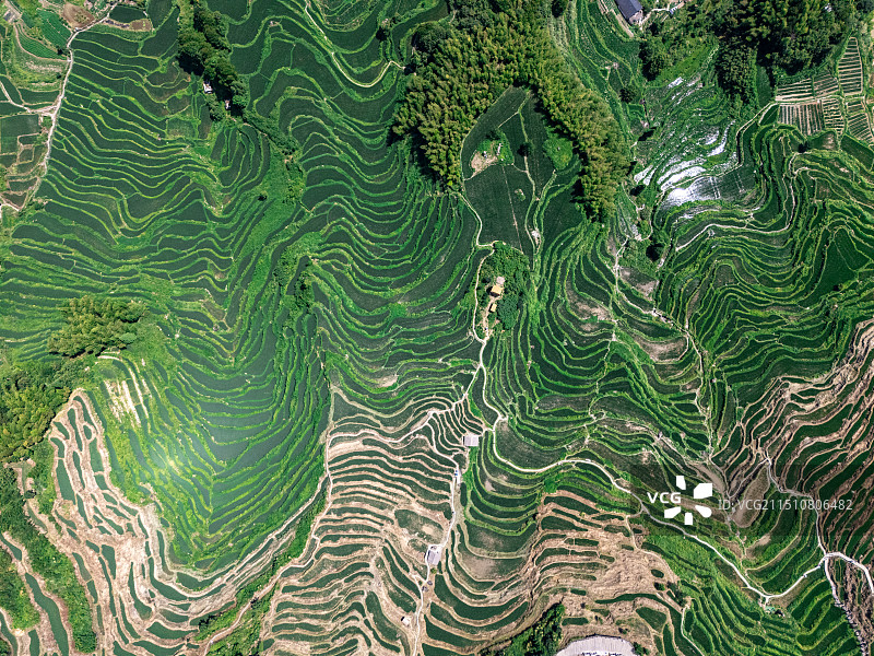 航拍丽水云和梯田（夏季）图片素材