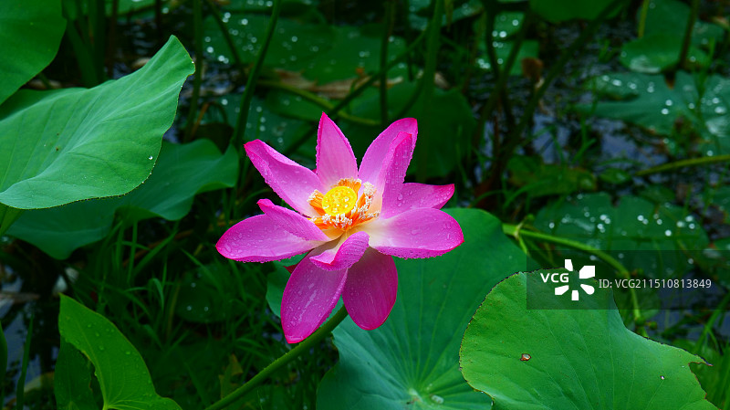 东郊湿地公园图片素材