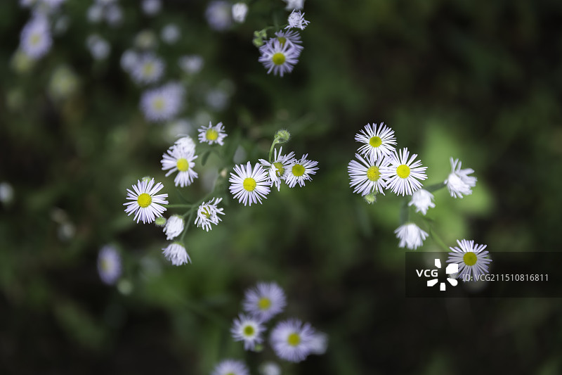 一年蓬--菊科飞蓬属植物图片素材