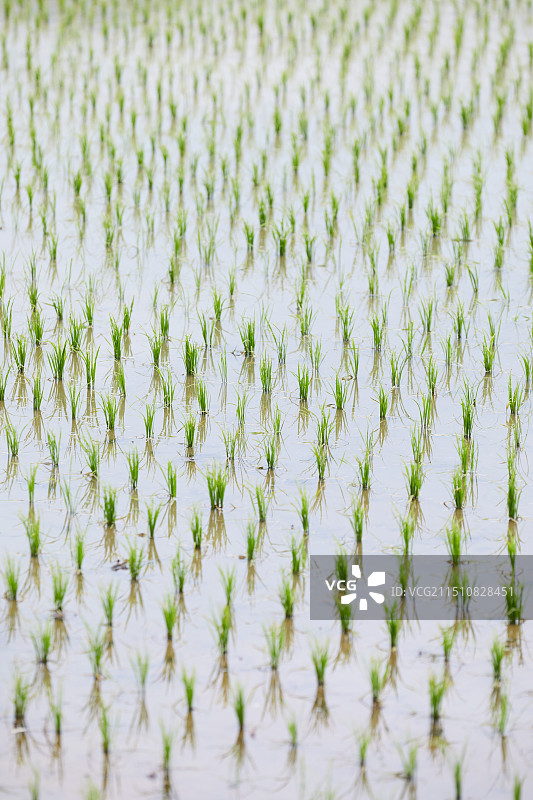 水稻种植农业稻田图片素材