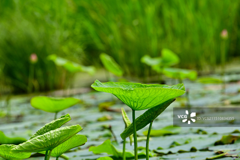 萝北县嘟噜河湿地的荷花，水草等自然景观图片素材