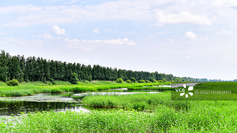 萝北县嘟噜河湿地的荷花，水草等自然景观图片素材