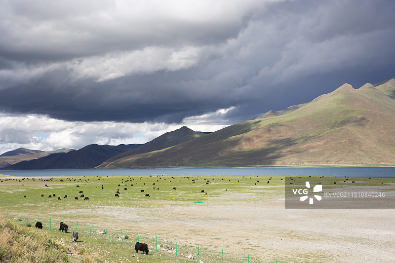 西藏,羊卓雍措,牛群羊群在吃草图片素材