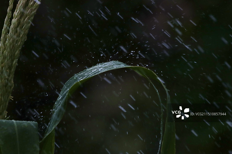 雨珠图片素材