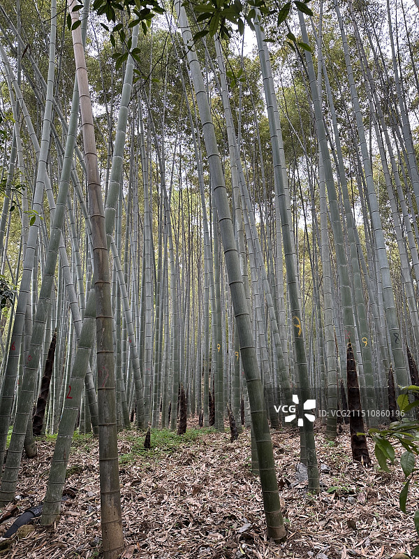 毛竹春笋图片素材
