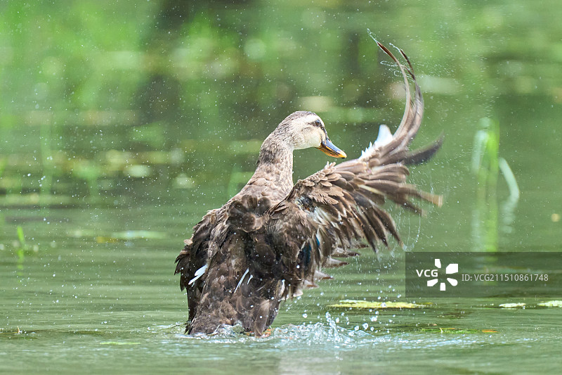 斑嘴鸭图片素材