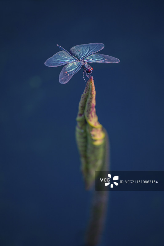 黑翅丽蜻图片素材