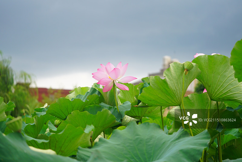 云南省文山市普者黑风景区荷花池图片素材