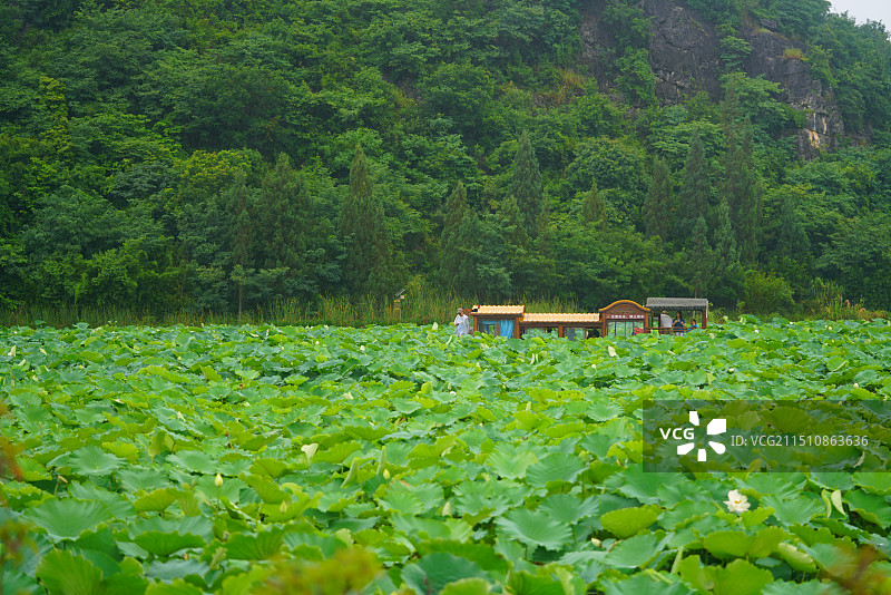 云南省文山市普者黑风景区荷花池图片素材