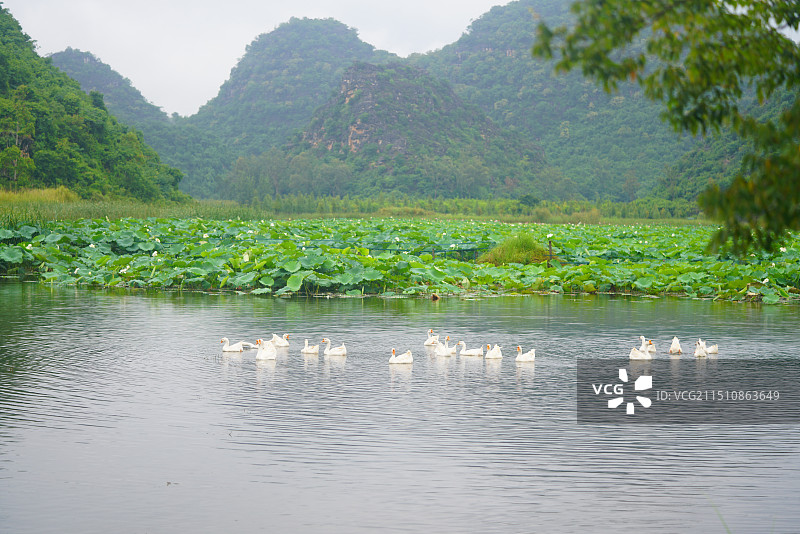 云南省文山市普者黑风景区荷花池图片素材