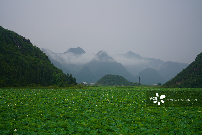 云南省文山市普者黑风景区荷花池图片素材