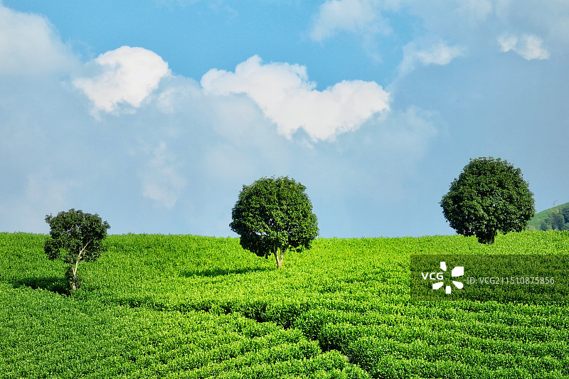 绿野仙踪——安吉白茶庄园图片素材