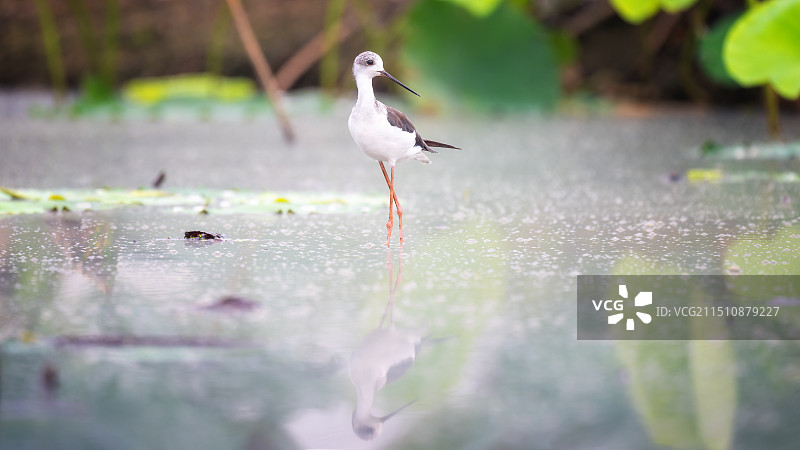 夏天的黑翅长脚鹬图片素材