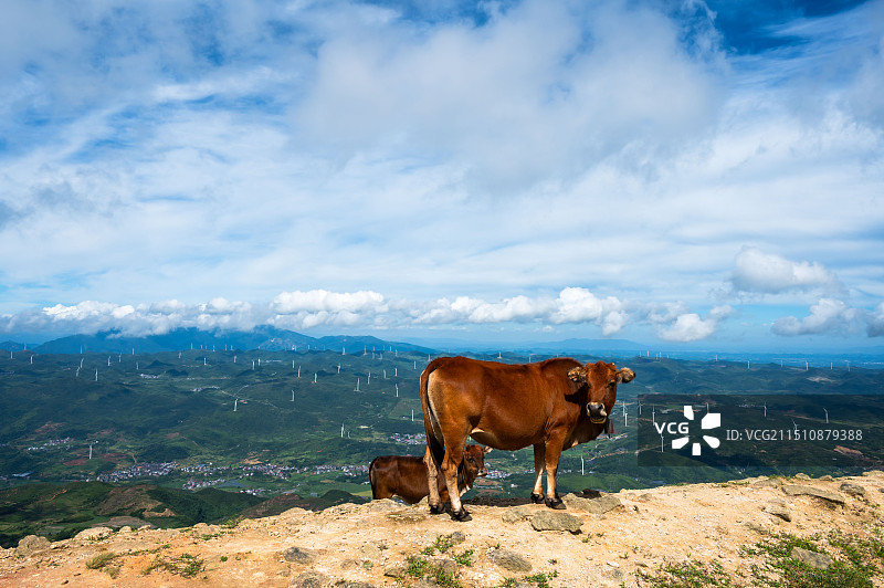 郴州金仙寨山顶草原放牧牛群图片素材