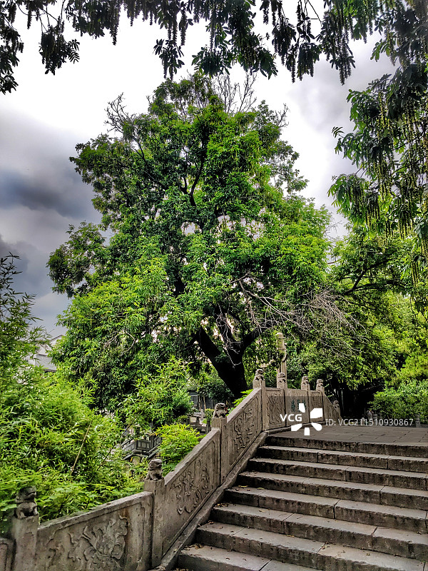 桃叶桥畔枫杨古树～古桃叶渡图片素材
