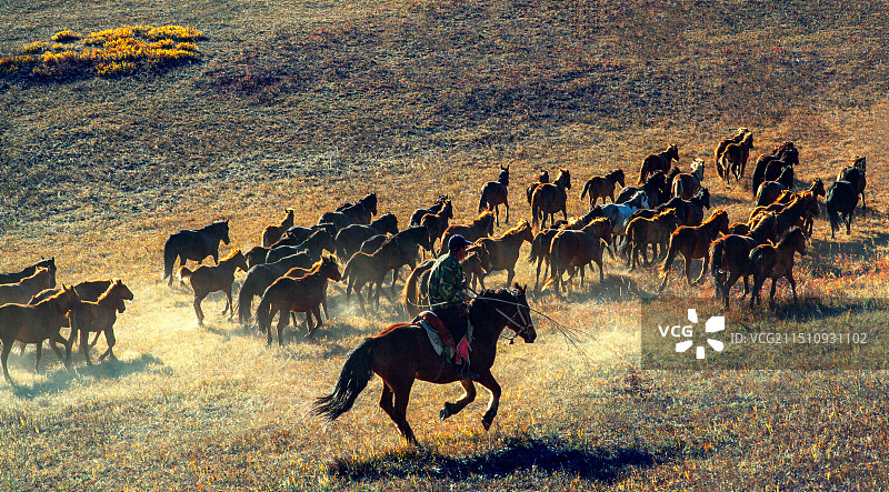 牧马人图片素材