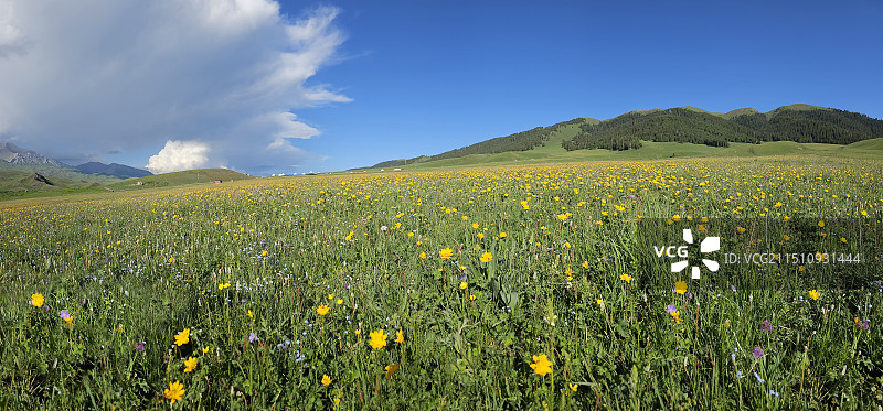 草原春天图片素材