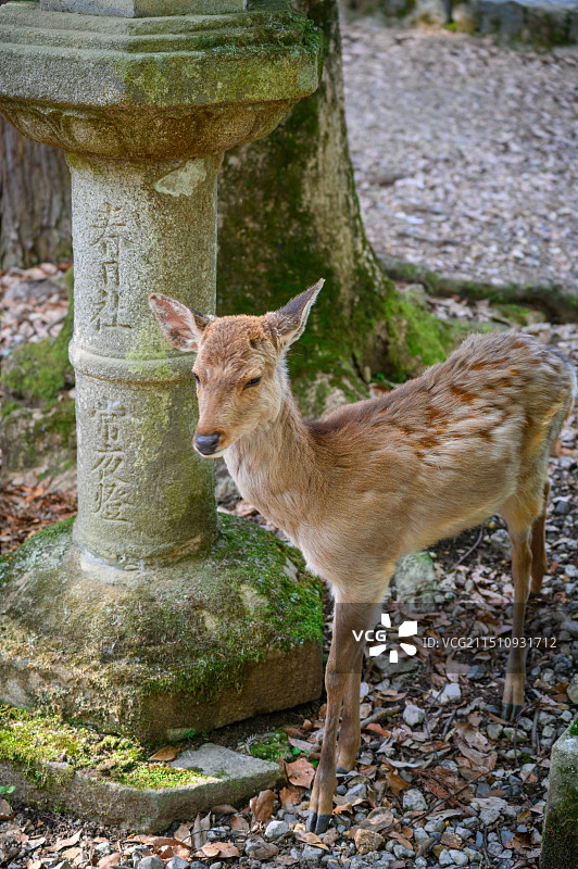 奈良-大阪天守阁-海游馆图片素材