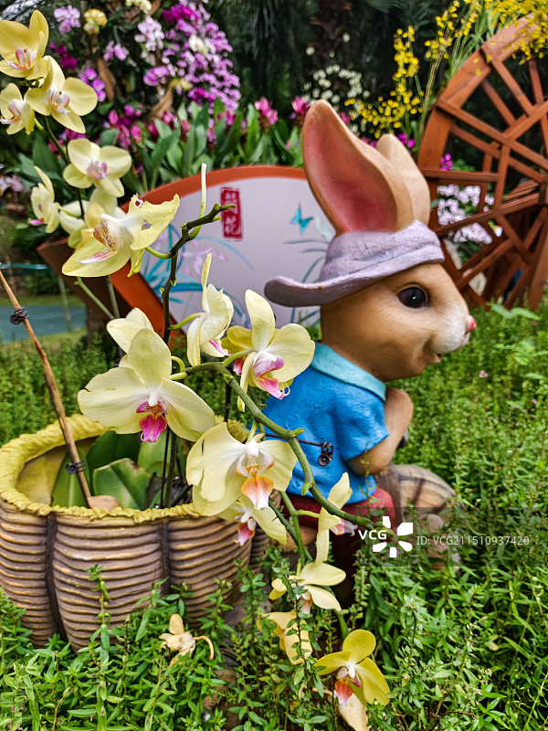 有趣的兰花园摄于南宁青秀山公园图片素材