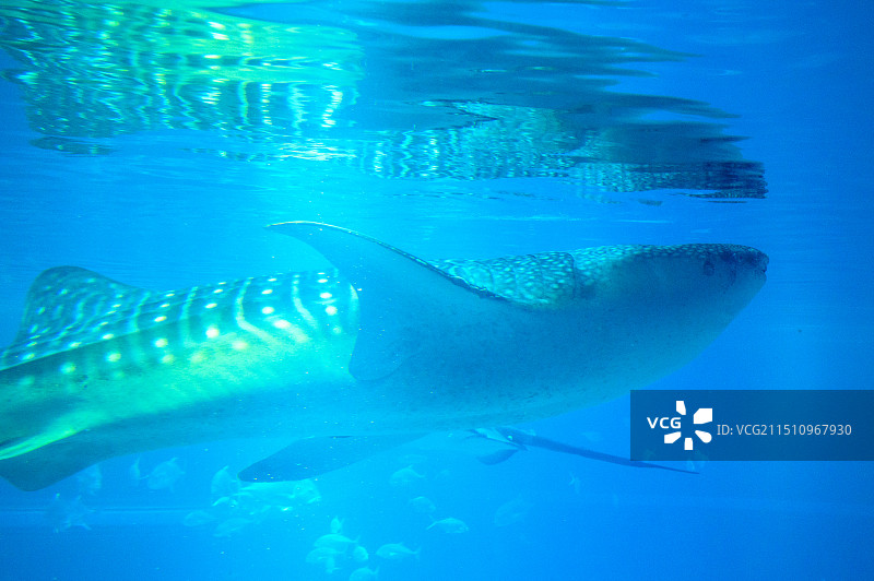 奈良-大阪天守阁-海游馆图片素材