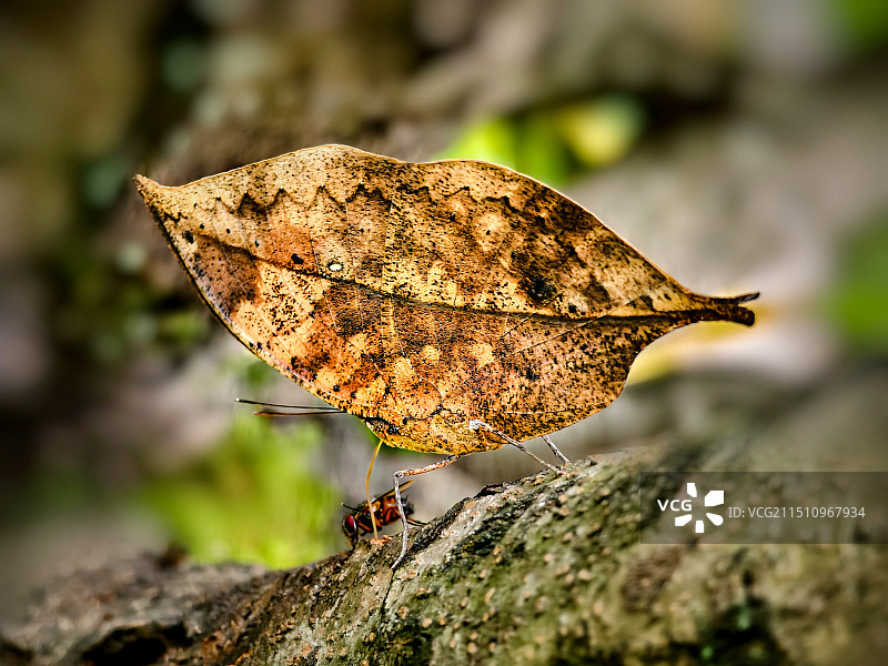 自然界的伪装大师图片素材