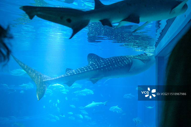 奈良-大阪天守阁-海游馆图片素材