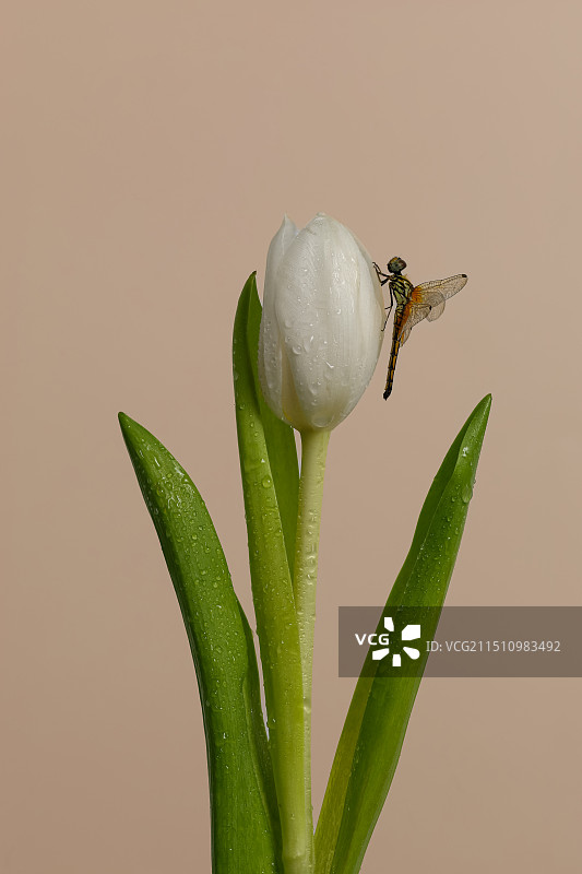 郁金香上的蜻蜓图片素材
