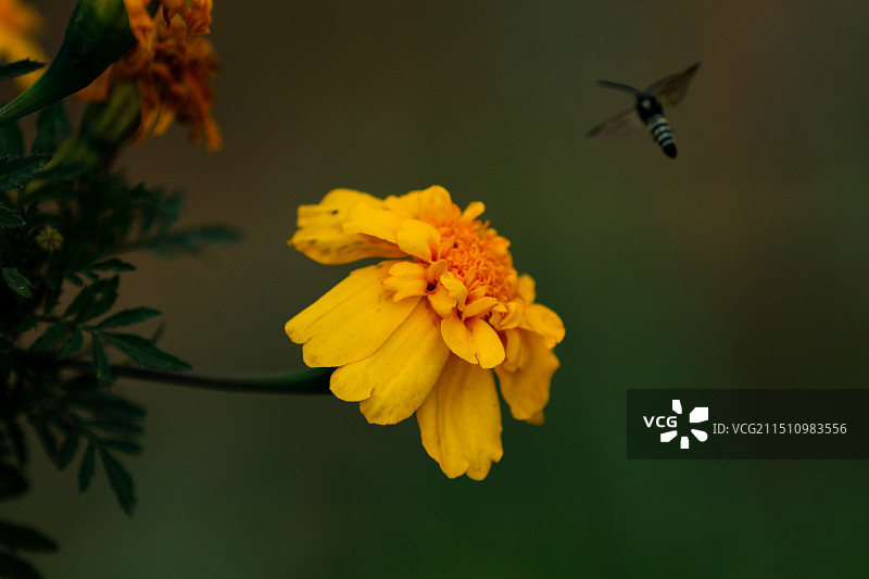 万寿菊图片素材