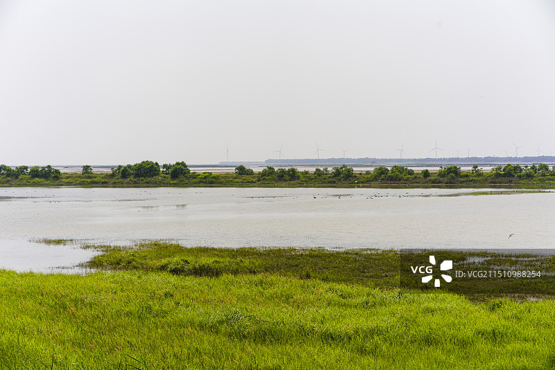 盐城大丰滩涂湿地野鹿荡黄海边野生麋鹿风力发电图片素材