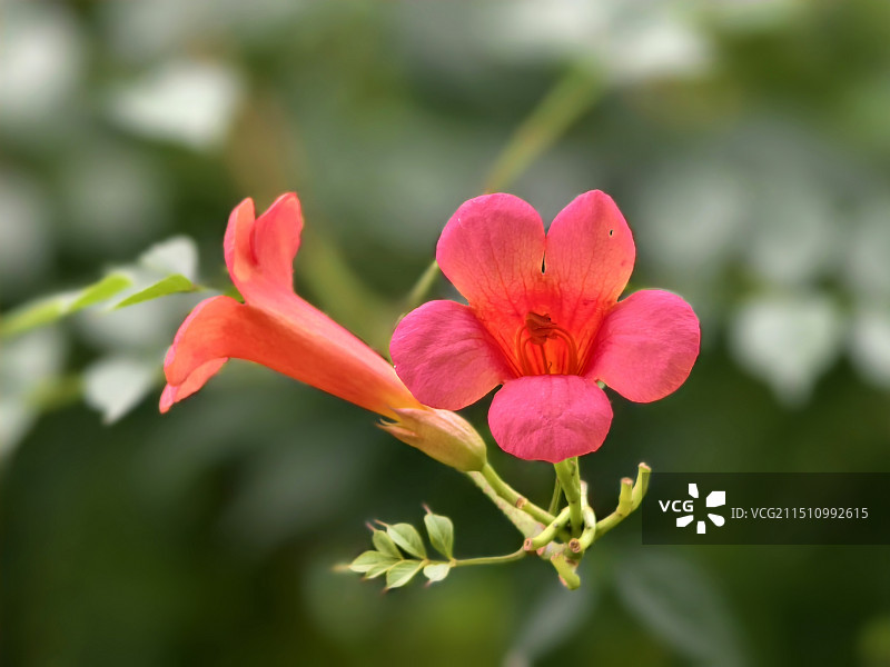 凌霄花图片素材