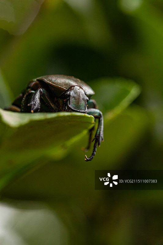 金龟子特写图片素材
