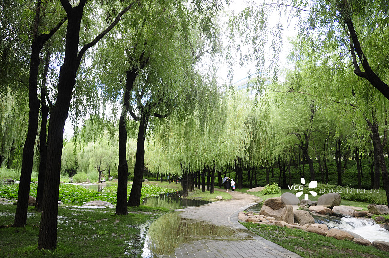 青岛李沧区溯溪湿地公园雨后美景图片素材