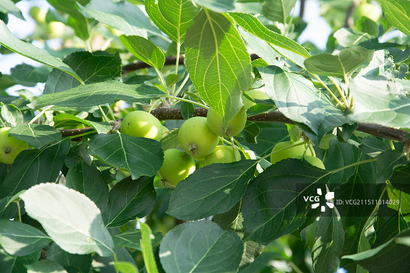农场中的沙果树图片素材