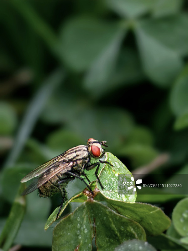 蹑手蹑脚图片素材