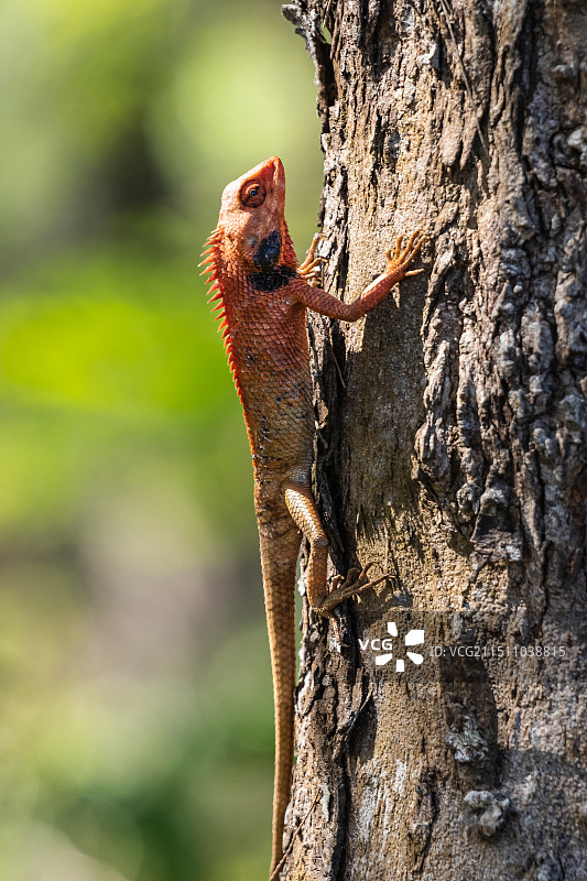 变色树蜥图片素材