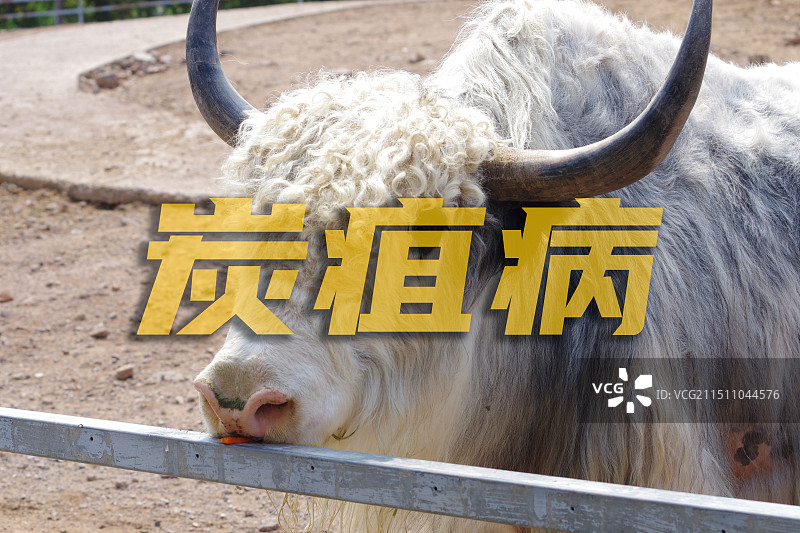 炭疽病概念图片素材